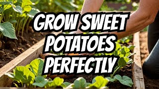 The Ultimate Guide to Raised Bed Sweet Potatoes