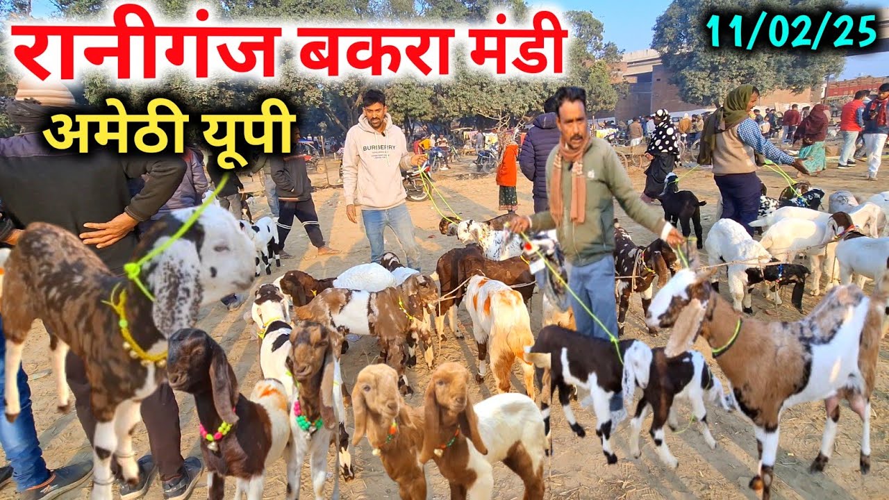 सस्ते दामों में खरीदे गाभिन बकरियां |रानीगंज बकरा मंडी अमेठी |11/02/25 |Raniganj Bakra Mandi 2025