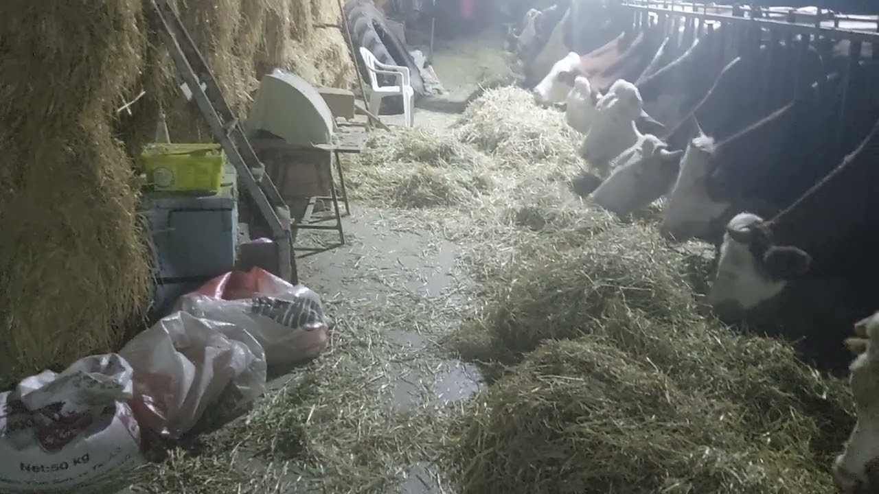 Büyükbaş hayvanlarda süt ve et verimini artıran gizli güç: 🌱 Tırtıkale Otu (Hasıl Otu)!  Faydaları?👇