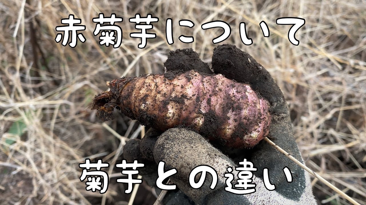 赤菊芋について・菊芋との違い】 ＊マルチ・トンネル不使用 無農薬・無