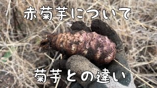【白菊芋＋赤菊芋の種芋・苗 】甘くて美味しく❤️ 有機肥料を使用/農薬は不使用 赤菊芋について・菊芋との違い】 ＊マルチ・トンネル不使用 無農薬・無
