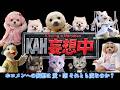ホロメンとの妄想！桃鈴ねね＆猫又おかゆ＆さくらみこが、ホロメンとの恋愛をマジに語る！？仰天の実話も飛び出す！