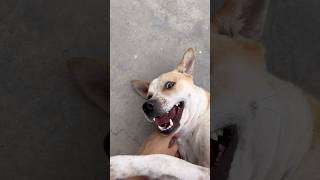 Rody bhina😂#dog #dogvideos #dogshorts #doglife #shorts #viral #trending #blooamy #petvideos #funny