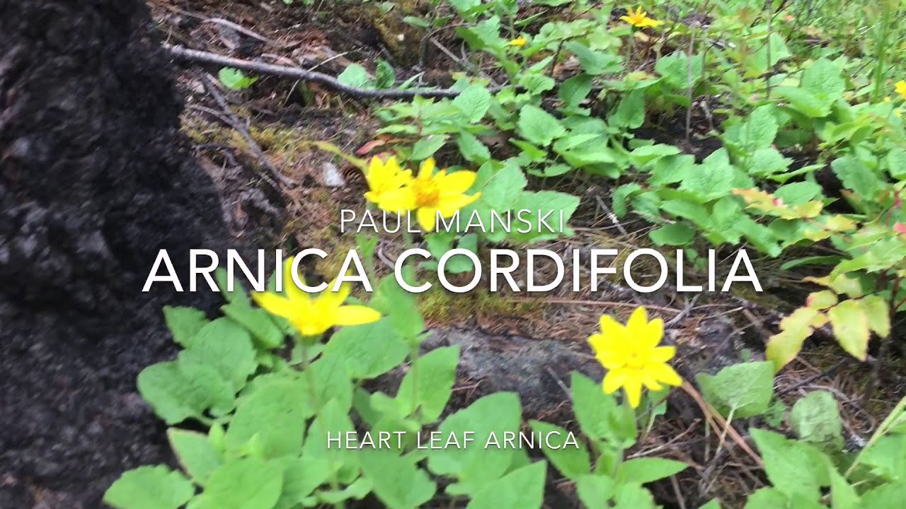 Arnica cordifolia, heart leaf arnica