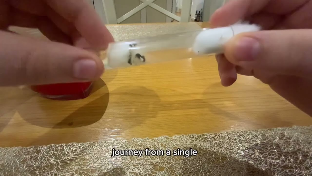 Queen ant i captured from nubstial flight