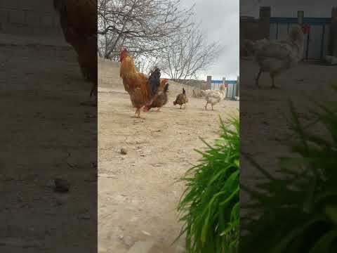 پرورش مرغ تخمگذار محلی به روش سنتی اصلا سود آور نیست کانال را سابسکرایب کن یاد بگیر