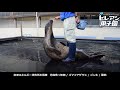 宮津エネルギー研究所水族館　丹後魚っ知館　【いきものAZ presents 第一回ヒレアシ…