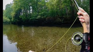 SWIFT RIVER SULPHURS--EPIC DRY FLY ACTION!!!