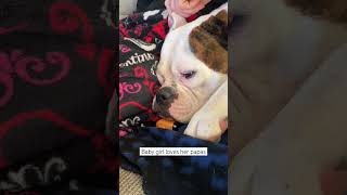 Baby girl loves her papa  #love #bulldogs #bulldog #doglover #dogs #youtubeshorts #shorts