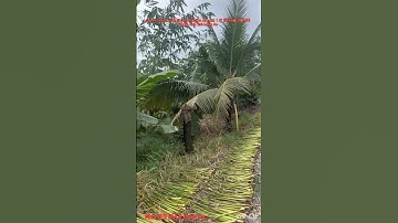 Cần bán nhanh DT 9 công 5 đất lúa có nhà tiền chế giá 1 tỷ 250 triệu hết đất thuộc huyện Thạnh hóa