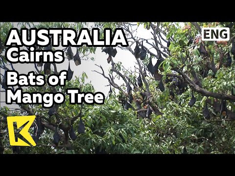 K Australia Travel Cairns 호주 여행 케언스 망고나무에 사는 박쥐들 Bats Mango Tree Flying Fox 