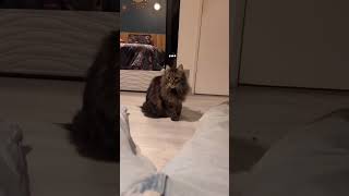 Et toi, il réagirait pareil ? 😆 #chat #caats