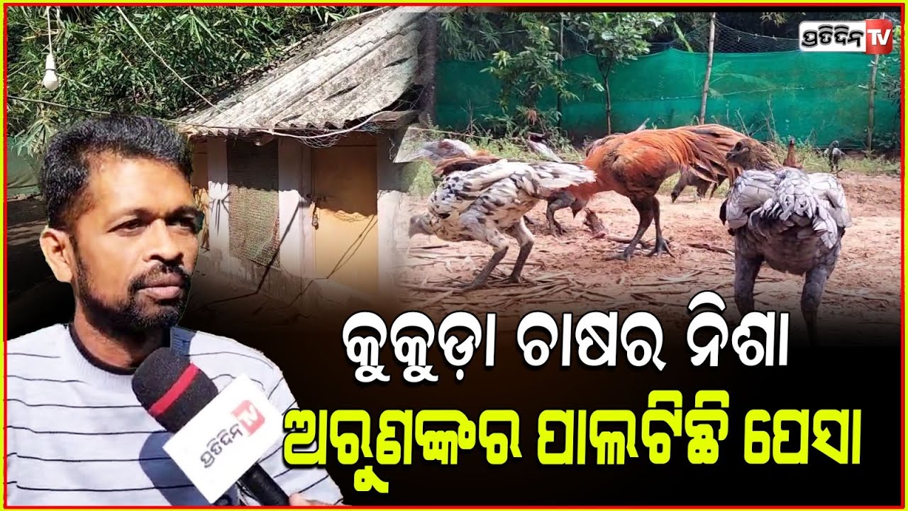 ନିଶା ପାଲଟିଛି ପେସା,କୁକୁଡ଼ା ଚାଷ ଅରୁଣ ତ୍ରିପାଠୀଙ୍କୁ ଦେଇଛି ଲକ୍ଷାଧିକ ଟଙ୍କାର ରୋଜଗାର !Chicken farming,Jajpur