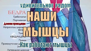 Как работают мышцы человека!! Удивительное рядом! Мышцы играют важную роль.