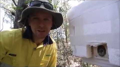 Budding a native bee hive