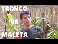 Tronco o Maceta para Orquídeas ¿Cuál es mejor? || Orquiplanet