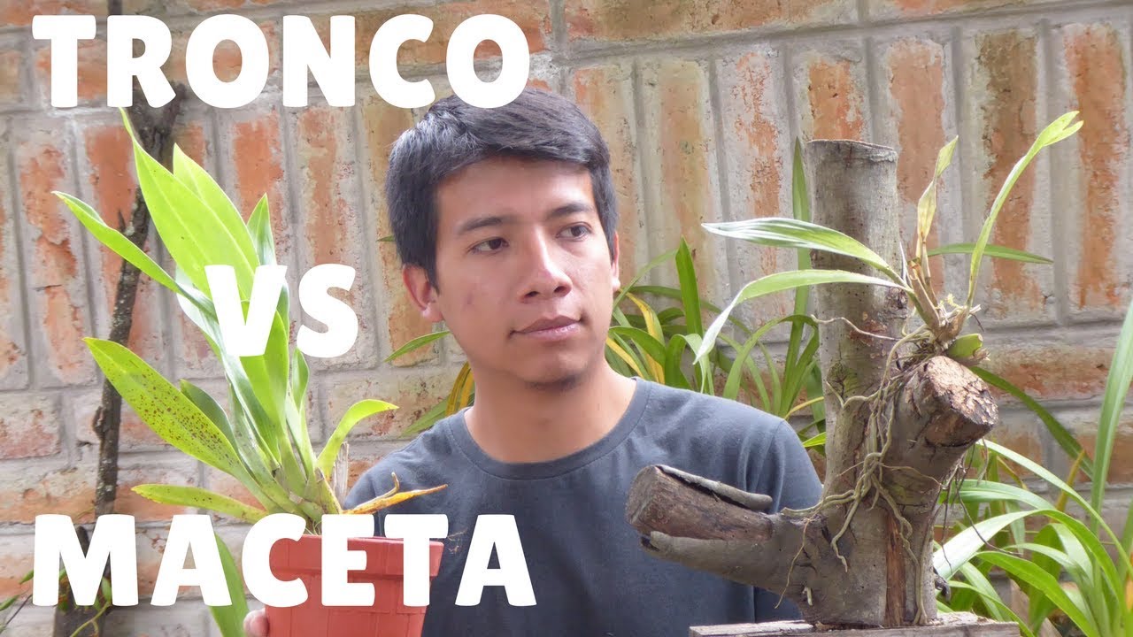 Tronco o Maceta para Orquídeas ¿Cuál es mejor? || Orquiplanet