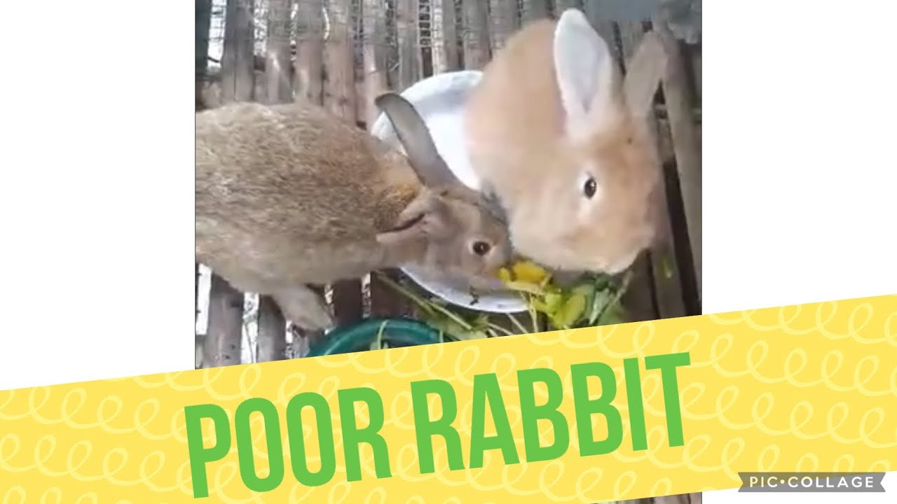 Poor Rabbit Real POOR RABBIT @MACIEADVENTURIST - YouTube
