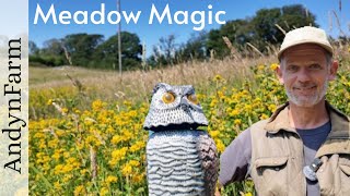 🐝Renewing Our Meadow | Art of Tree Shapiing 🌳