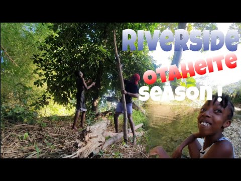 Apple Season in Jamaica! SWEETEST Riverside Otaheite | Country Life in Jamaica | Vlog #13