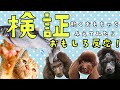 【検証】トイプードルに動くおもちゃを与えたら！？犬の反応が可愛い！