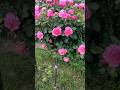 Beautiful Rose plant.🌹|#rosegarden #flowergarden #satisfying #roseflowers #beautiful #trending