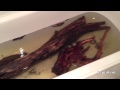 How To Treat Logs For Your Reptile Enclosures How To Treat Logs For Your Reptile Enclosures