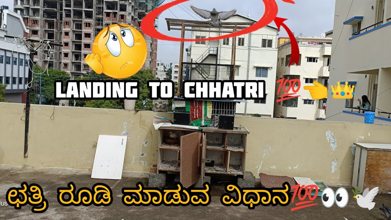 Train Your pigeons to come back to Chhatri in kannada ||Prince loft|| ಪಾರಿವಾಳ ಛತ್ರಿ ರೂಡಿ ವಿಧಾನ