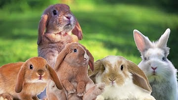 Fibonacci Rabbits (2017)