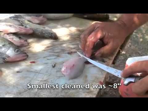 Fillet Crappie - Faster Than Most!!!