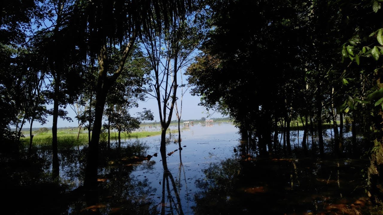 Video Banjir Di Desa Redang Inhu Rendam 65 Hektar Lahan Pertanian