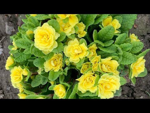 Моі примулки Балеринки і не тількі🌺🌸🌺🌸🌺🌸