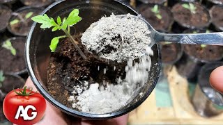A teaspoon for tomato seedlings when transplanting seedlings will be strong and squat