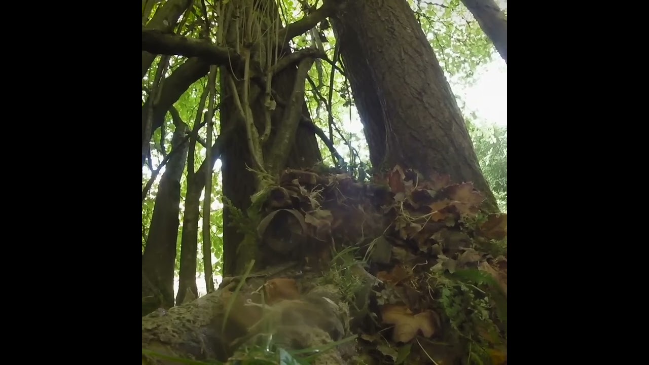 Pro Sniper's Stealth: Hiding, Tracking, and Watching in the Woods!