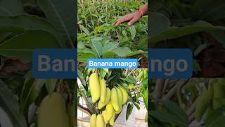 Banana mango | expensive and rare new variety mango plants | exotic mango variety #mango #banana