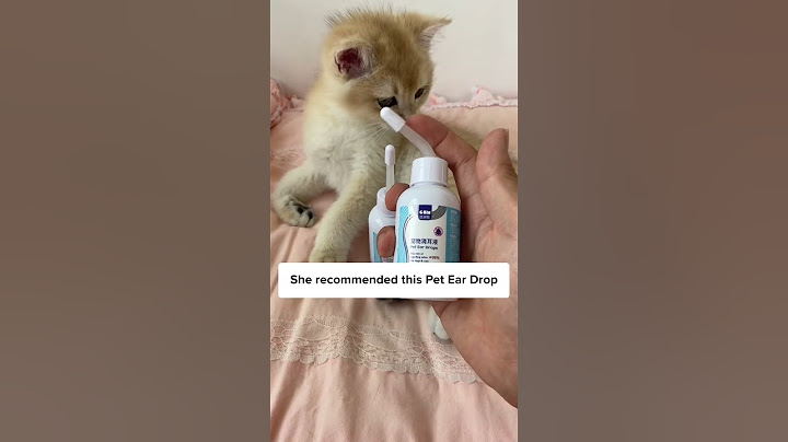 Tips To Take Care of a Kitten! 🐱