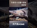 古代魚〜ひたすら小石をくらう〜 #shorts
