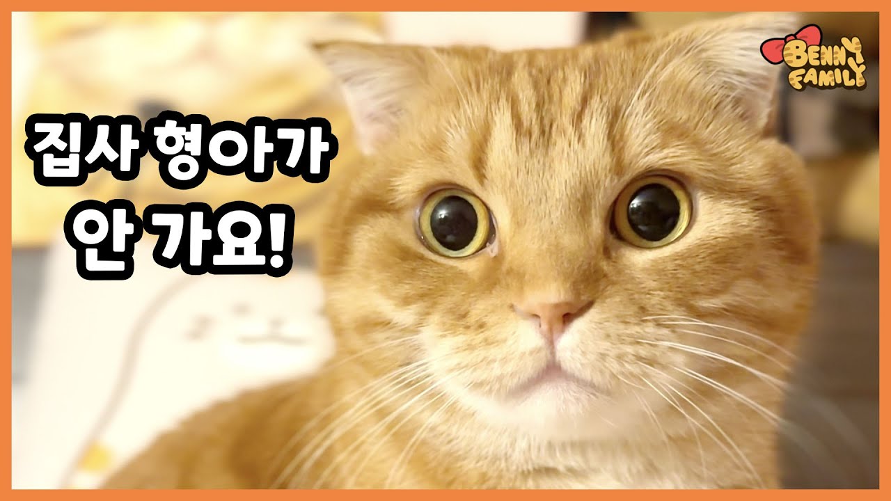 집사 형아가 계속 집에 있어요!