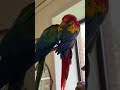 shorts Cute animals