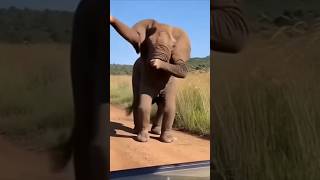 Elephant Dance How Is Possible