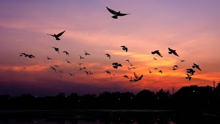 Relaxing Flying Birds Music For Deep Sleep, Meditation, Stress Relief