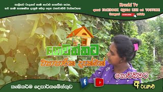 Govibimata Arunalu TV Program | පලතුරු කෙෂ්ත්‍රෙය්  හවුල්කාර ඔබට ප්‍රතිලාභ | 2023-03-12 | Krushi Tv