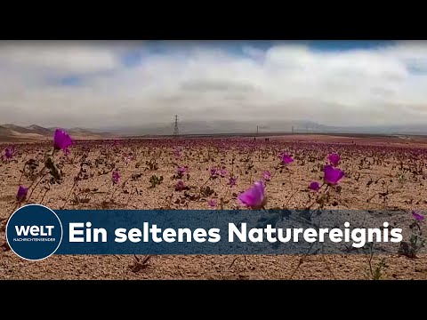 Video: Ein Land, In Dem Die Sklaverei Blüht