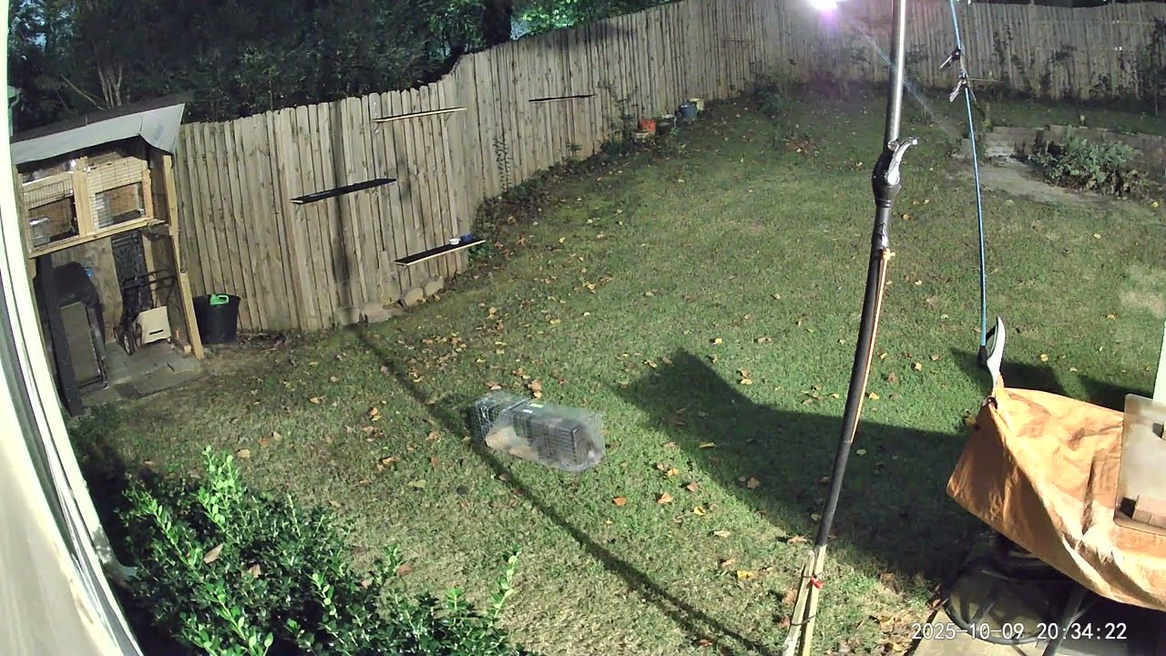 watch - new gray cat caught in the trap with real tuna fish - to be fixed in the morning