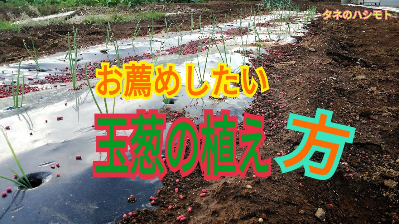 玉葱の植え方 簡略的方法 タネのハシモト Youtube