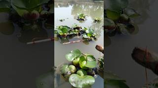 Best Village side float Fishing Rod fishing video #fish #fishing #floatfishing #shorts #viral