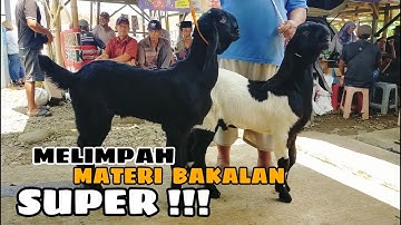 Pasar hewan GOMBONG TERBARU ‼️