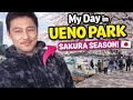 A Day in Ueno Park During Sakura Season (Tokyo Cherry Blossoms)