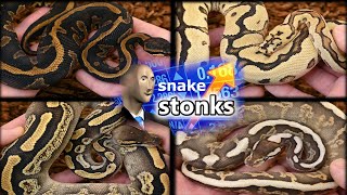 2021 Ball Python Pickups and Holdbacks- 24 Snakes in 25 Minutes!!
