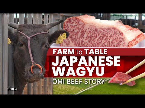 Japanese Wagyu Farm to Table | Omi Beef Story ★ ONLY in JAPAN